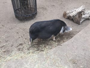 IMG_4095